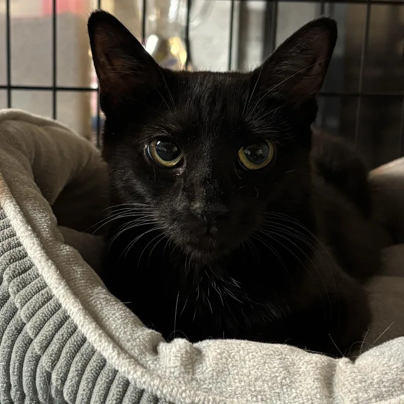 A young medium-sized female Black Domestic Short Hair cat named Havana for adoption in East Amherst, NY