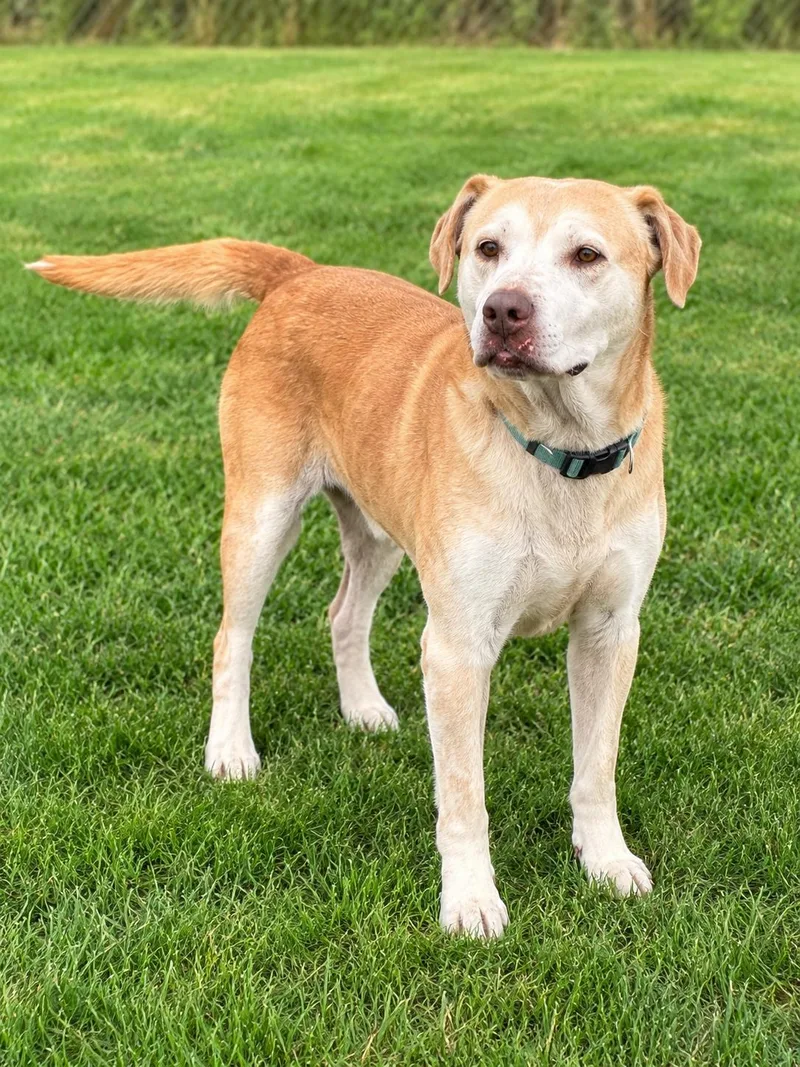 An adult large-sized female Golden Pit Bull Terrier dog named Parmesan for adoption in Joliet, IL