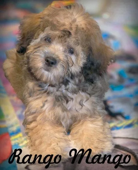 A baby small-sized female Shih Tzu dog named Rango Mango for adoption in Anaheim Hills, CA