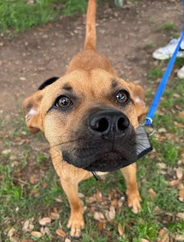 A young small-sized male Mixed Breed dog named Boo Boo for adoption in Austin, TX