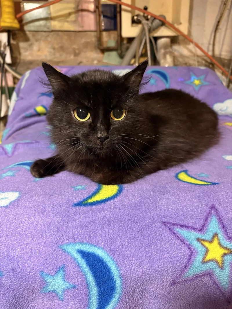 A young medium-sized female Black Domestic Long Hair cat named Peli Motto for adoption in Philadelphia, PA