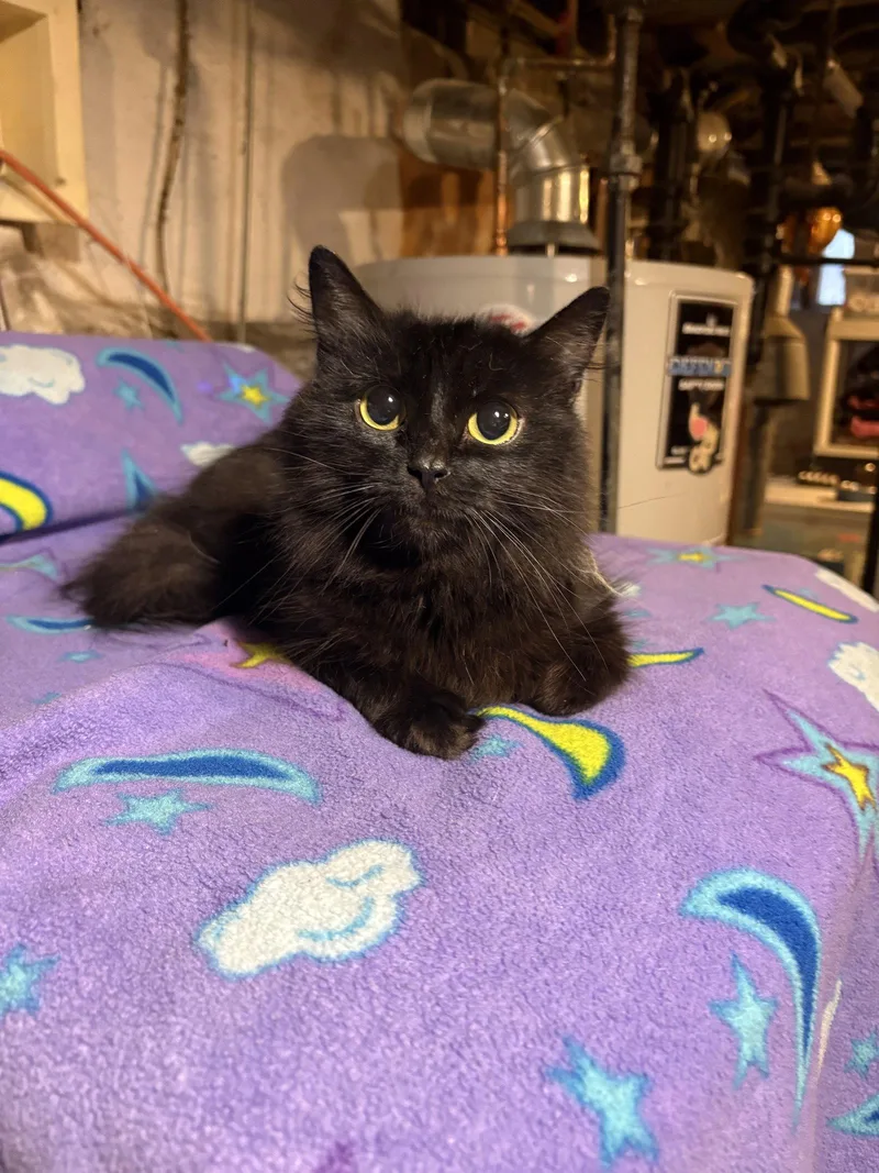 Peli Motto thumbnail 3