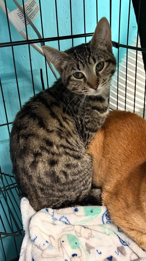 A young medium-sized female Domestic Short Hair cat named Bella for adoption in Battle Ground, WA