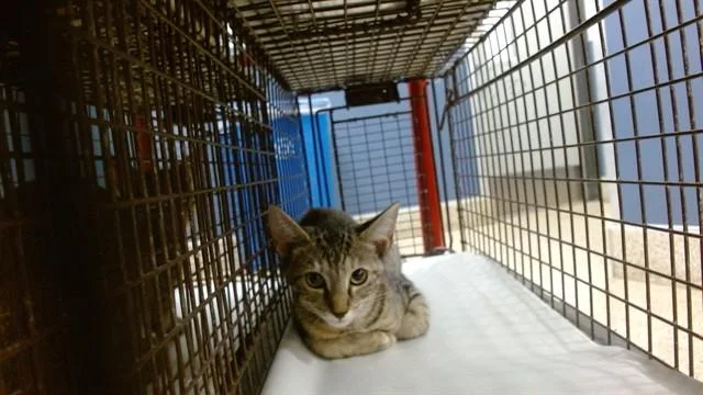 A baby small-sized female Domestic Short Hair cat named Sussy for adoption in Miami, FL