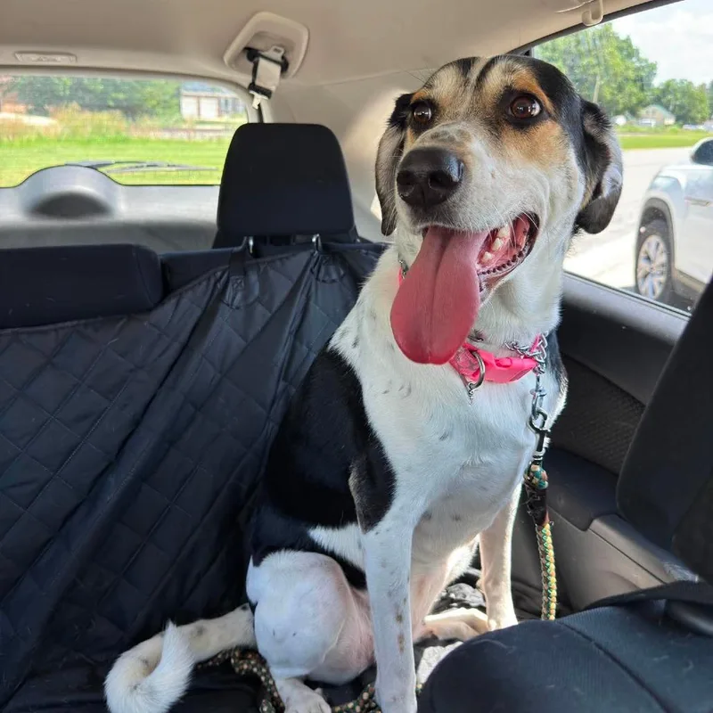An adult large-sized female White / Cream Coonhound dog named Ivy for adoption in Breese, IL