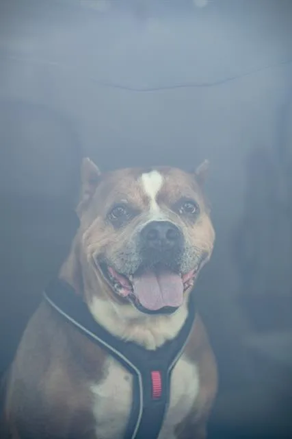 Pipsqueak