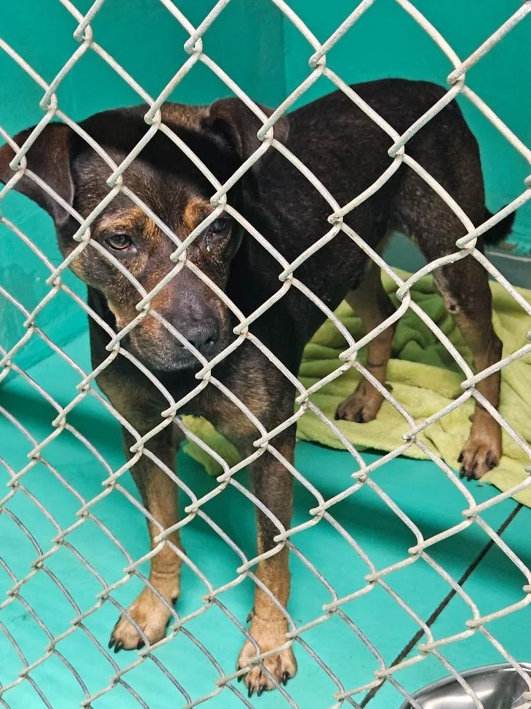An adult medium-sized male Pit Bull Terrier dog named Rex for adoption in Winder, GA
