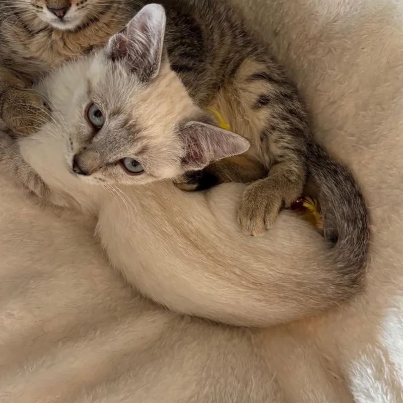 A baby small-sized female Lilac Point Domestic Short Hair cat named Capybara for adoption in Johnstown, PA