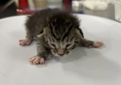 A baby small-sized male Domestic Short Hair cat named Lucas for adoption in Santa Maria, CA
