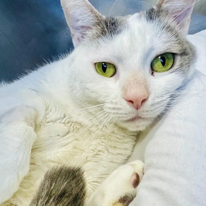 An adult large-sized male Domestic Short Hair cat named Fred for adoption in Bensalem, PA
