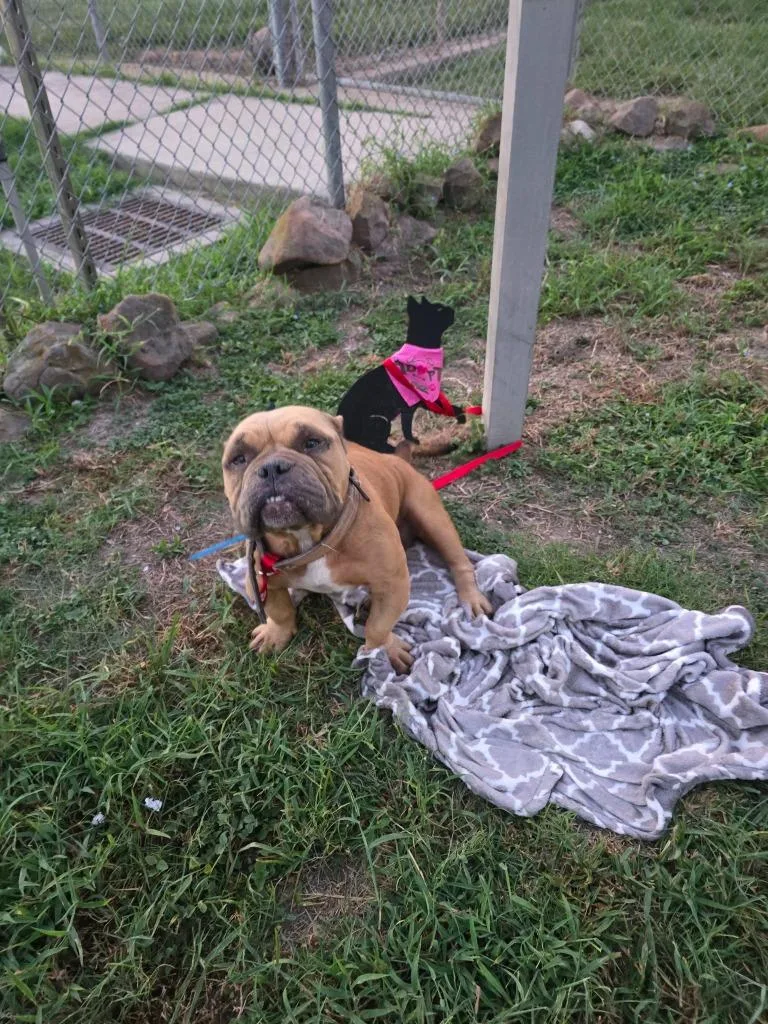 A young medium-sized female Pit Bull Terrier dog named Angel for adoption in Humble, TX