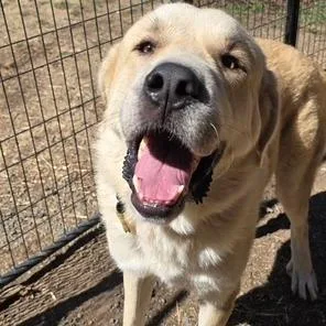 An adult extra large-sized male Great Pyrenees dog named Charlie for adoption in Point Richmond, CA