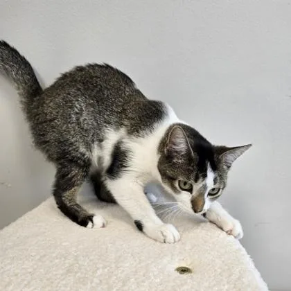 A young small-sized female Domestic Short Hair cat named Toaster for adoption in Janesville, WI