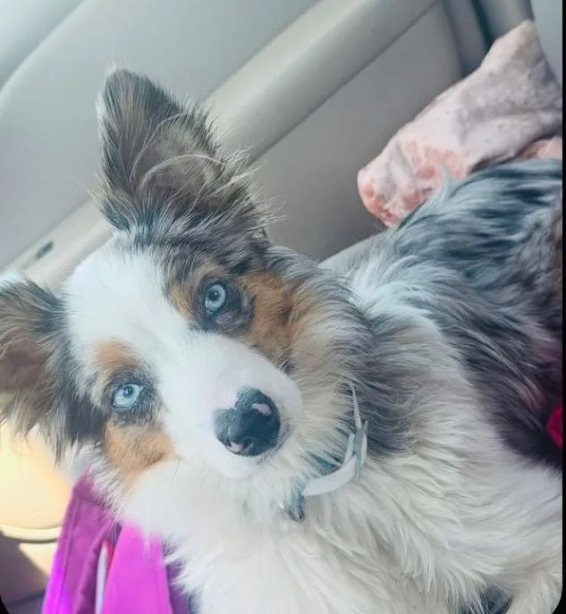 A young medium-sized male Australian Shepherd dog named Patches for adoption in Claremore, OK