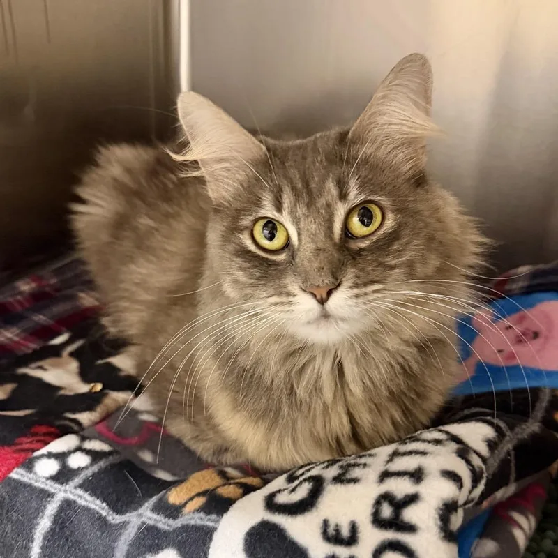 A young medium-sized female Gray / Blue / Silver Domestic Medium Hair cat named Savannah for adoption in Middleburg Heights , OH