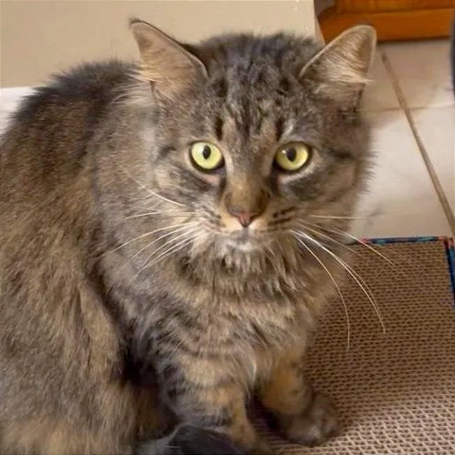 An adult medium-sized female Domestic Long Hair cat named Shakira for adoption in Providence, RI