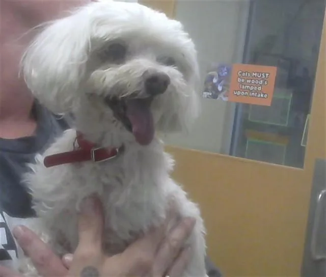 A senior small-sized female Maltese dog named Sopi for adoption in Albuquerque, NM