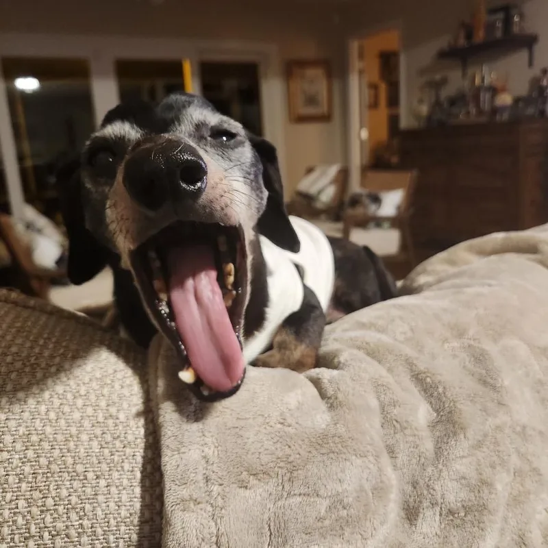 A senior small-sized male Black Dachshund dog named Bronco for adoption in QUINCY, FL