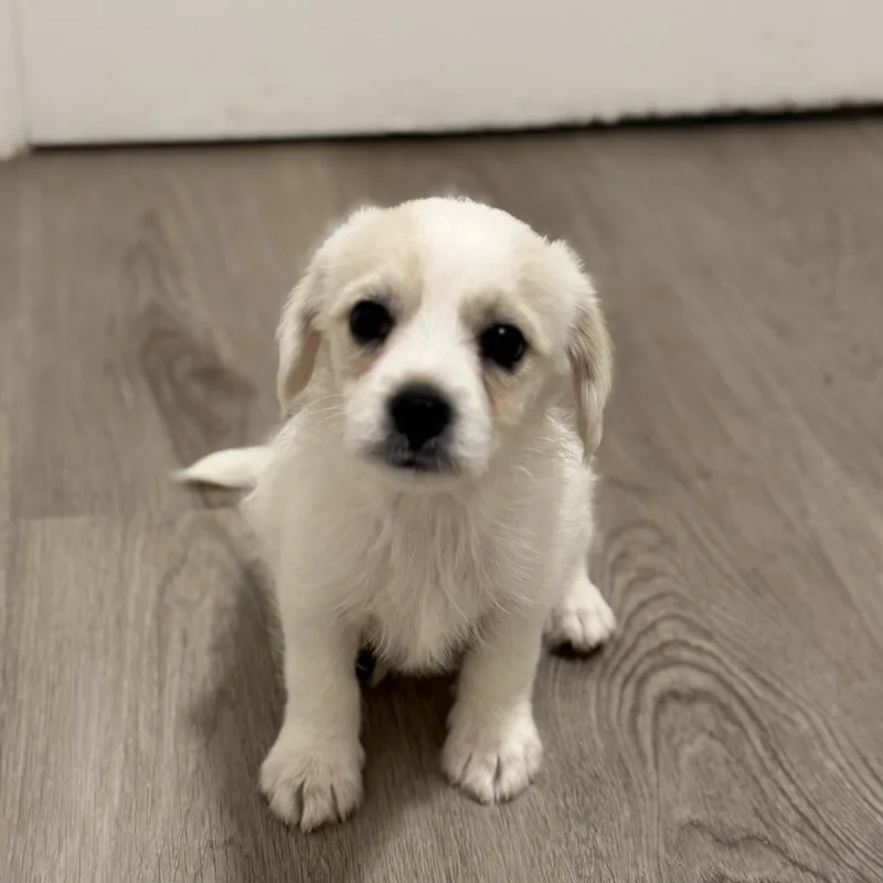 A baby small-sized female Chihuahua dog named Lark for adoption in San Diego, CA