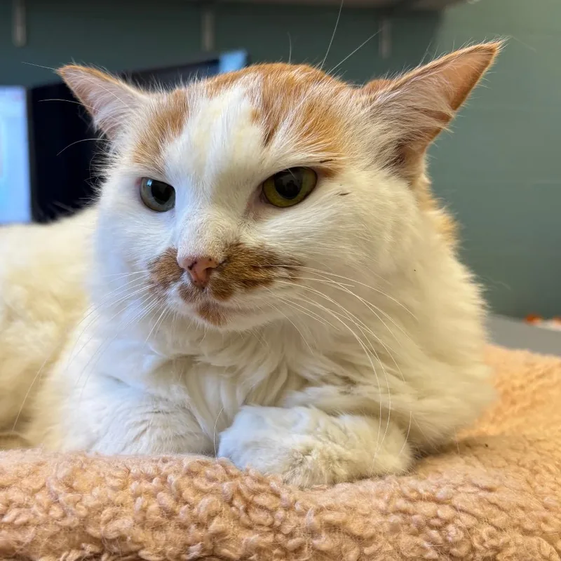 A senior large-sized female White Domestic Medium Hair cat named Chloe for adoption in Sarasota, FL