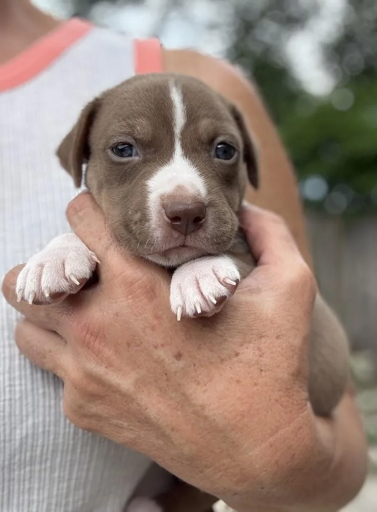 A baby medium-sized male Tricolor (Brown, Black, & White) American Bulldog dog named Leon for adoption in Lakeland, FL