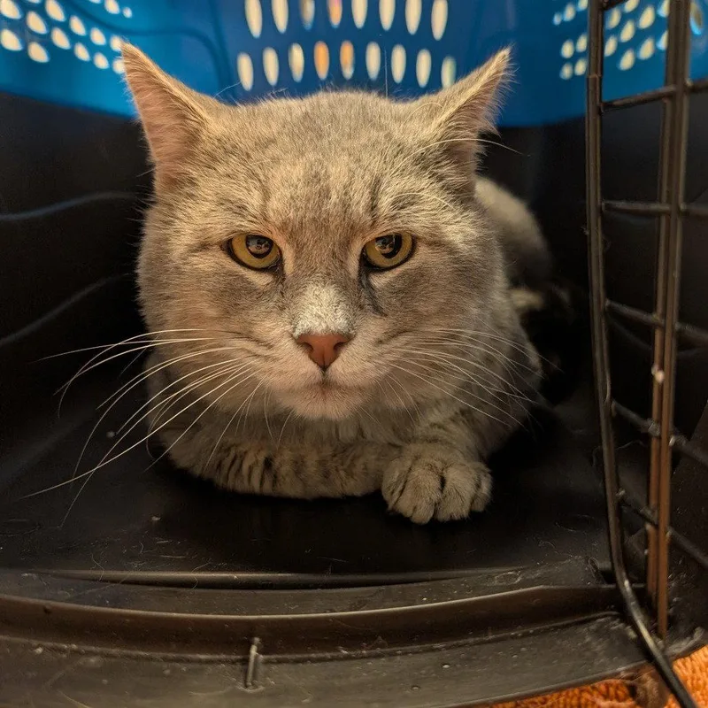 An adult medium-sized male Domestic Short Hair cat named Inchworm for adoption in New Castle, DE