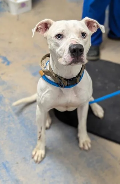 A young medium-sized male White / Cream American Staffordshire Terrier dog named Puppy for adoption in Inverness, FL