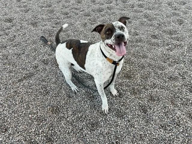 An adult large-sized female Pit Bull Terrier dog named Mini for adoption in Mesa, AZ