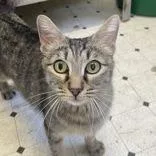 A young small-sized female Domestic Short Hair cat named Marmalade Butler Campus for adoption in Flagstaff, AZ