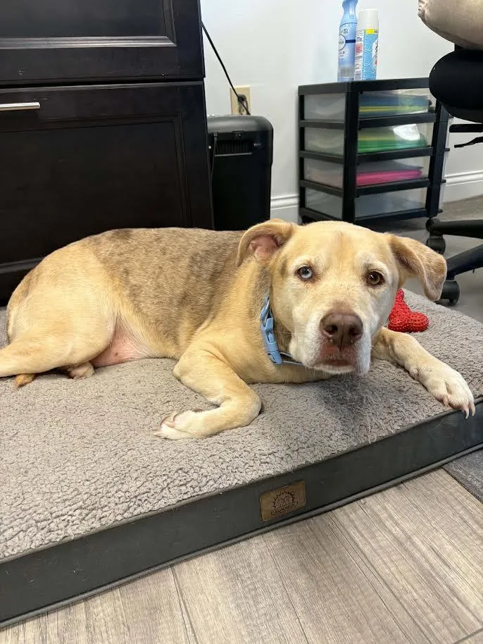 A senior medium-sized male Labrador Retriever dog named Clark for adoption in Chuckey, TN