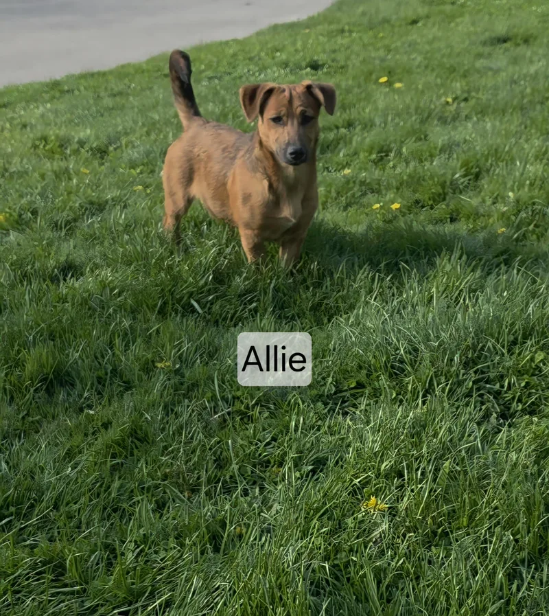 A young medium-sized female Brown / Chocolate German Shepherd Dog dog named Allie for adoption in Union Grove, WI