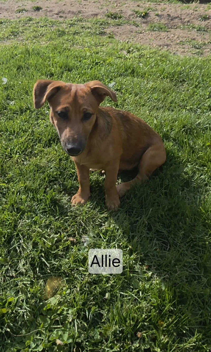 Allie thumbnail 2