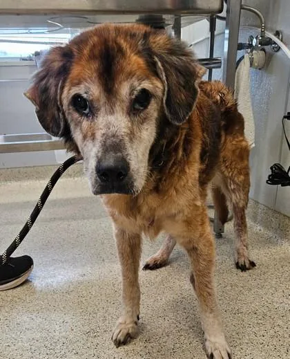 A senior large-sized male Mixed Breed dog named Walter for adoption in Lafayette, IN