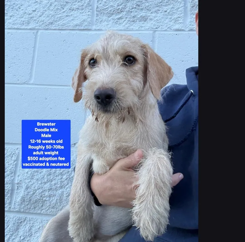 A baby large-sized male Labradoodle dog named Brewster for adoption in Oviedo, FL