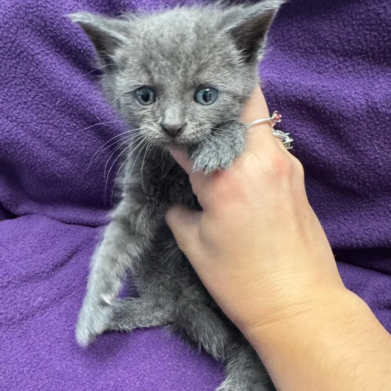 A baby small-sized male Gray / Blue / Silver Domestic Short Hair cat named Pochita for adoption in Parkersburg, WV