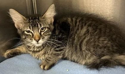 A young small-sized male Domestic Short Hair cat named Hercules for adoption in Phoenix, AZ