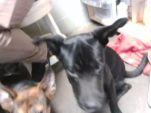 A young medium-sized female Pit Bull Terrier dog named Tj Maxx for adoption in Tulsa, OK