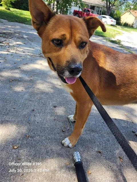 A young medium-sized male Terrier dog named Bud for adoption in San Antonio, TX