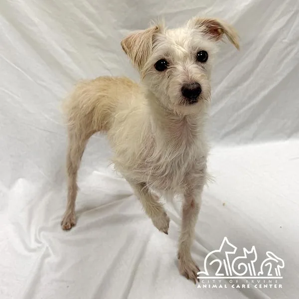A young small-sized female Parson Russell Terrier dog named Stella for adoption in Irvine, CA