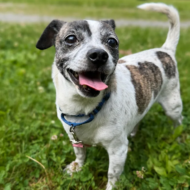An adult small-sized male Brindle Chihuahua dog named Snuggle Bug for adoption in Fredericksburg, VA