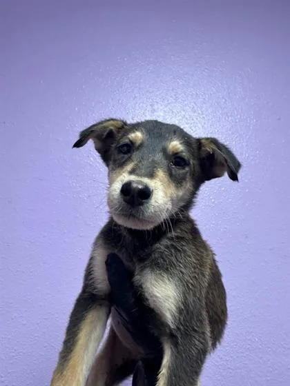 A baby medium-sized male Black Mixed Breed dog named 61013196 for adoption in El Paso, TX