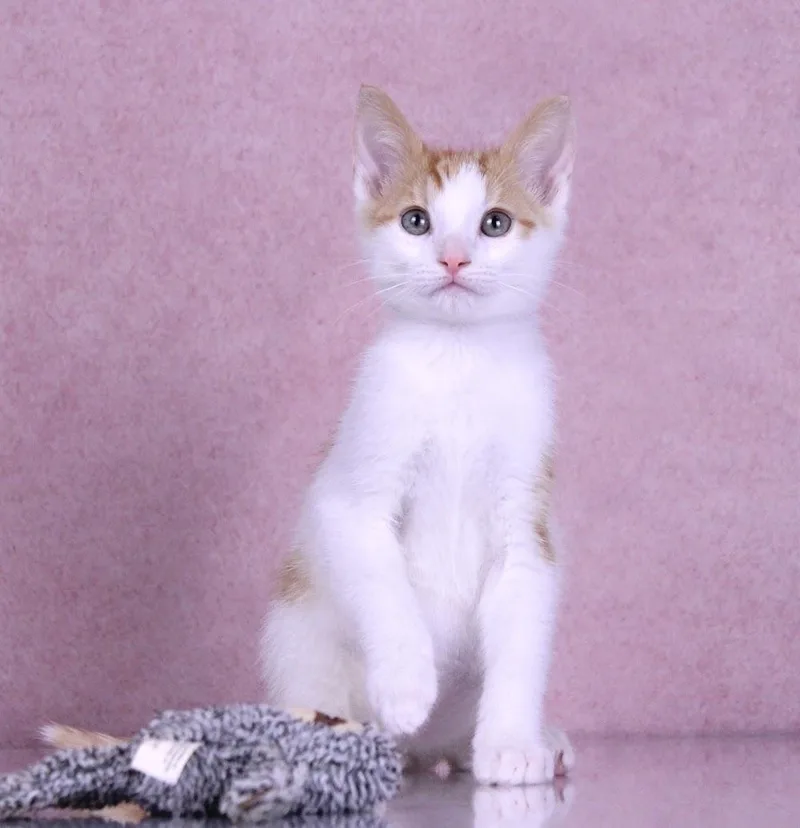 A baby medium-sized male Orange & White Domestic Short Hair cat named Robin for adoption in Tuscaloosa, AL