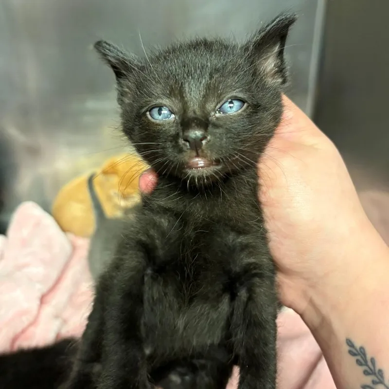 A baby small-sized male Black Domestic Short Hair cat named Bandicoot for adoption in Chehalis, WA