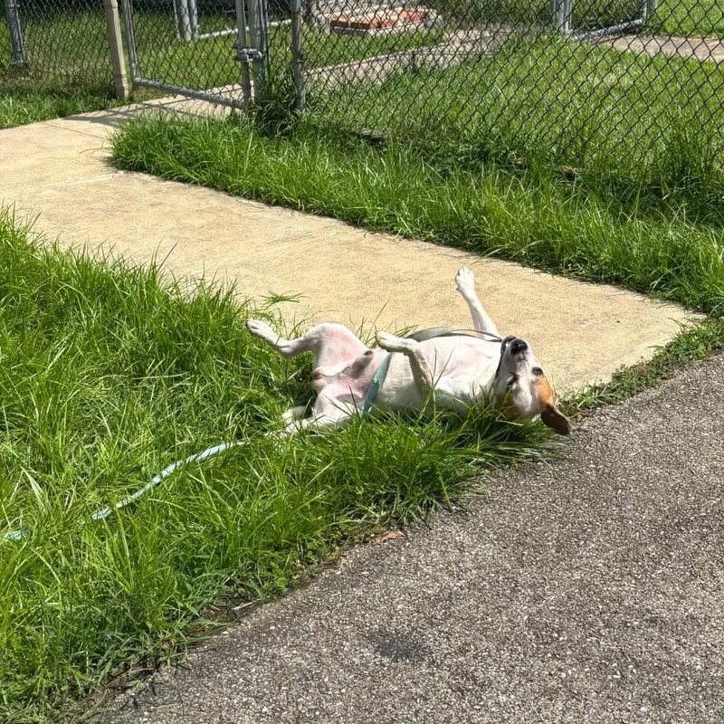 An adult medium-sized male White / Cream Beagle dog named Spot for adoption in Waynesburg, PA