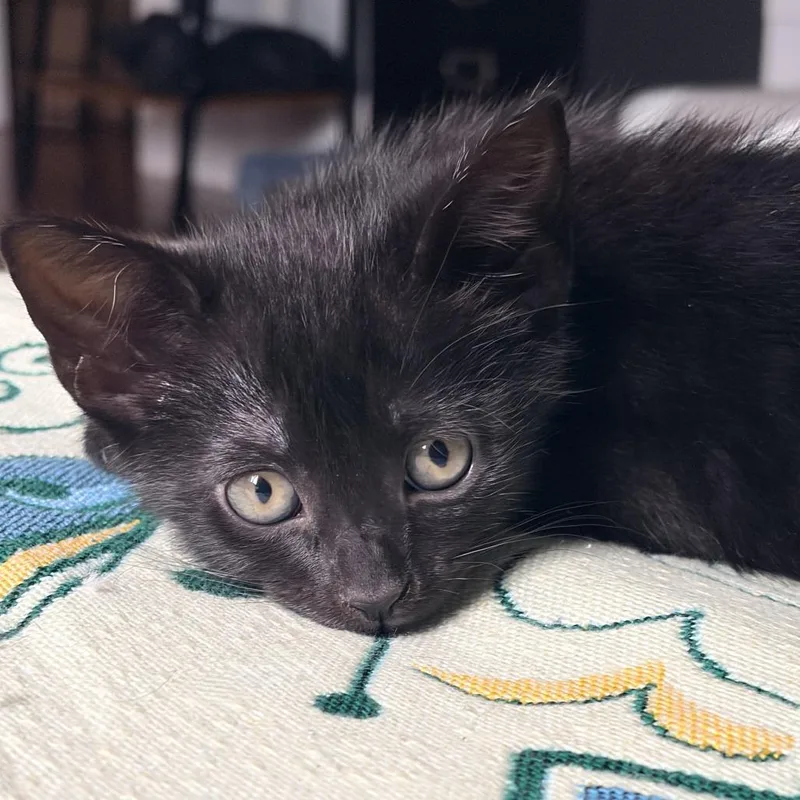 A baby small-sized male Black Domestic Short Hair cat named Archer for adoption in Austin, TX