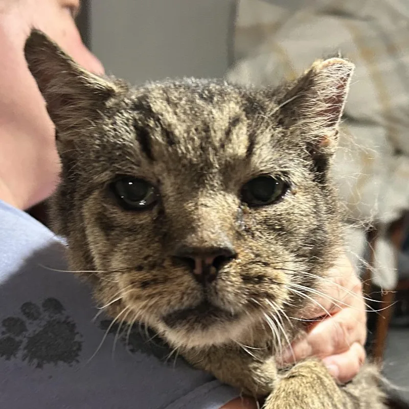 A senior small-sized male Brown / Chocolate Domestic Short Hair cat named Cruiser for adoption in Irwin, PA