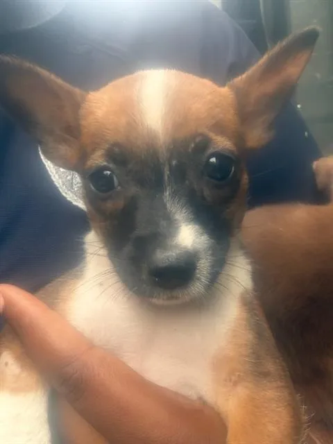 A baby large-sized female Mixed Breed dog named Roni for adoption in Dallas, TX