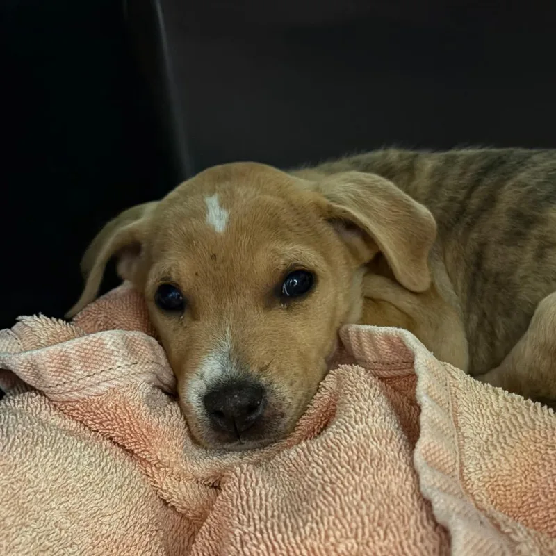 A baby small-sized male Brown / Chocolate American Staffordshire Terrier dog named Sushi Roll for adoption in Greenville, SC