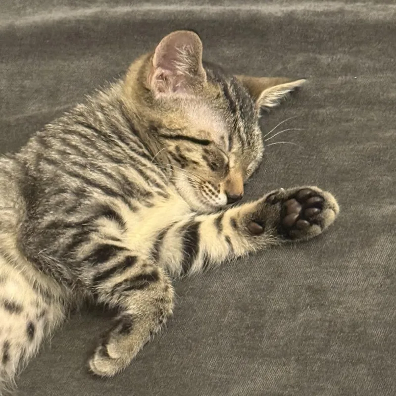 A baby small-sized female Brown / Chocolate Domestic Short Hair cat named Goodyear for adoption in Durham, NC