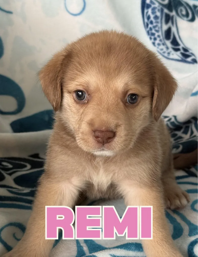 Remi